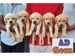 used HIGH QUALITY GOLDEN LABRADOR 7042450221 PUP FOR SALE for sale 